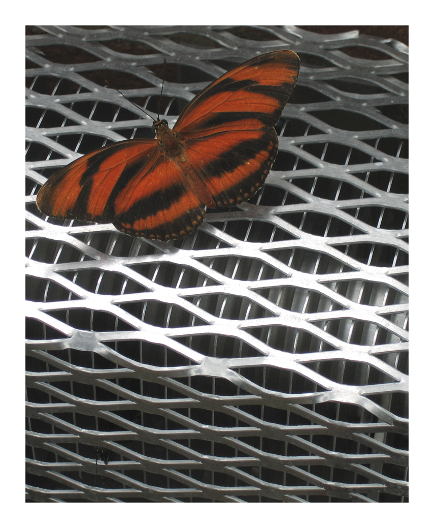 Orange Tiger Butterfly