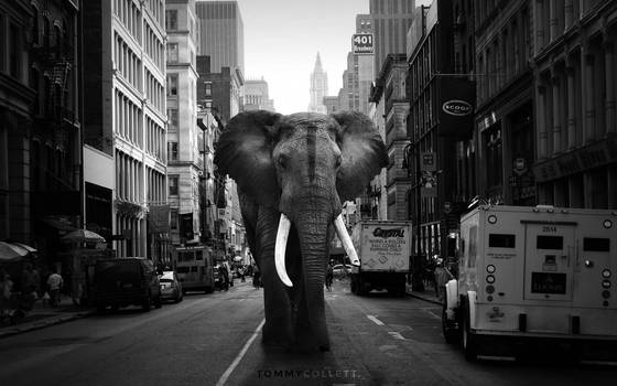 New York Elephant