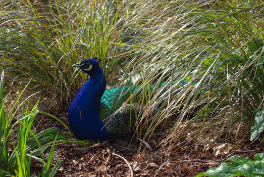 Peacock