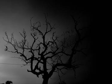 Tree Of Death