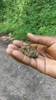 Frog in my hand