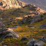 alpine tundra