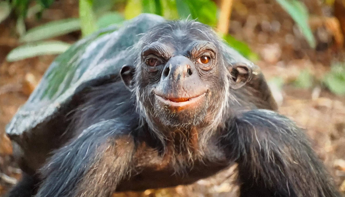 Monkey Turtle by SlowAndSteady37 on DeviantArt