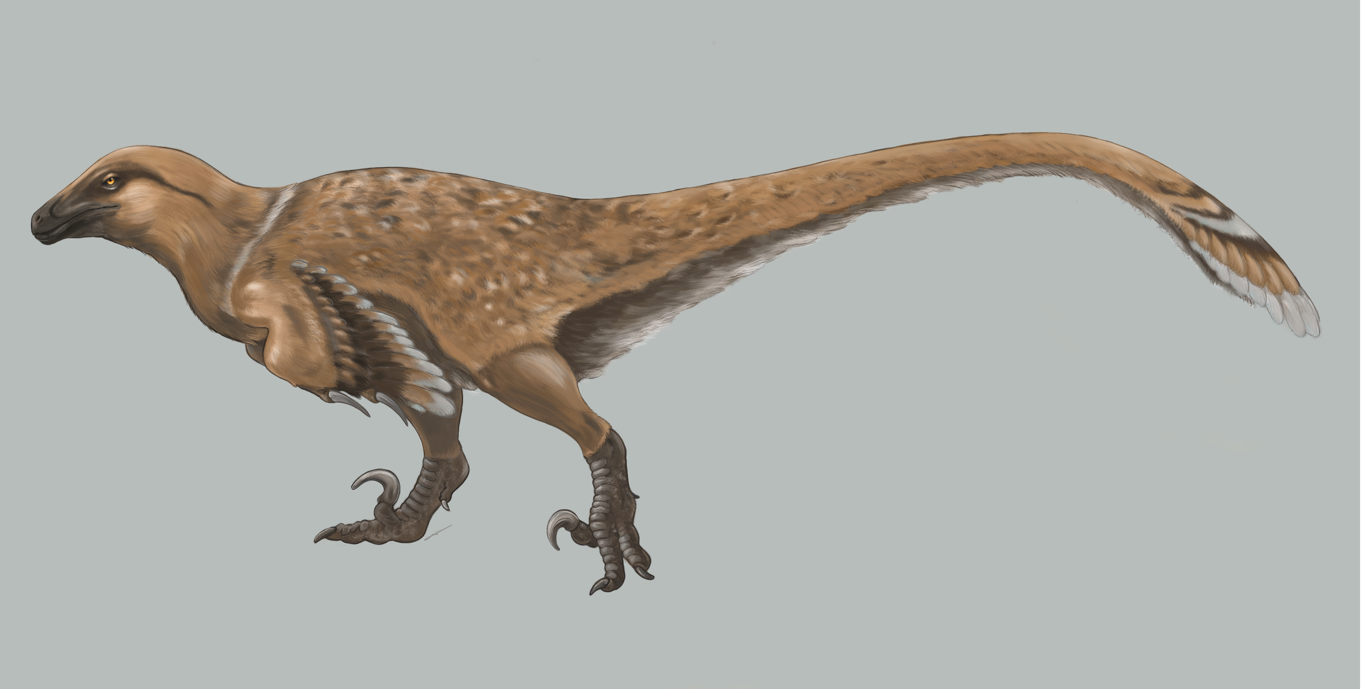 Utaraptor Utahraptor ostrommaysorum by Lokill9 on DeviantArt