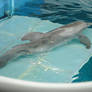 Winter the Dolphin