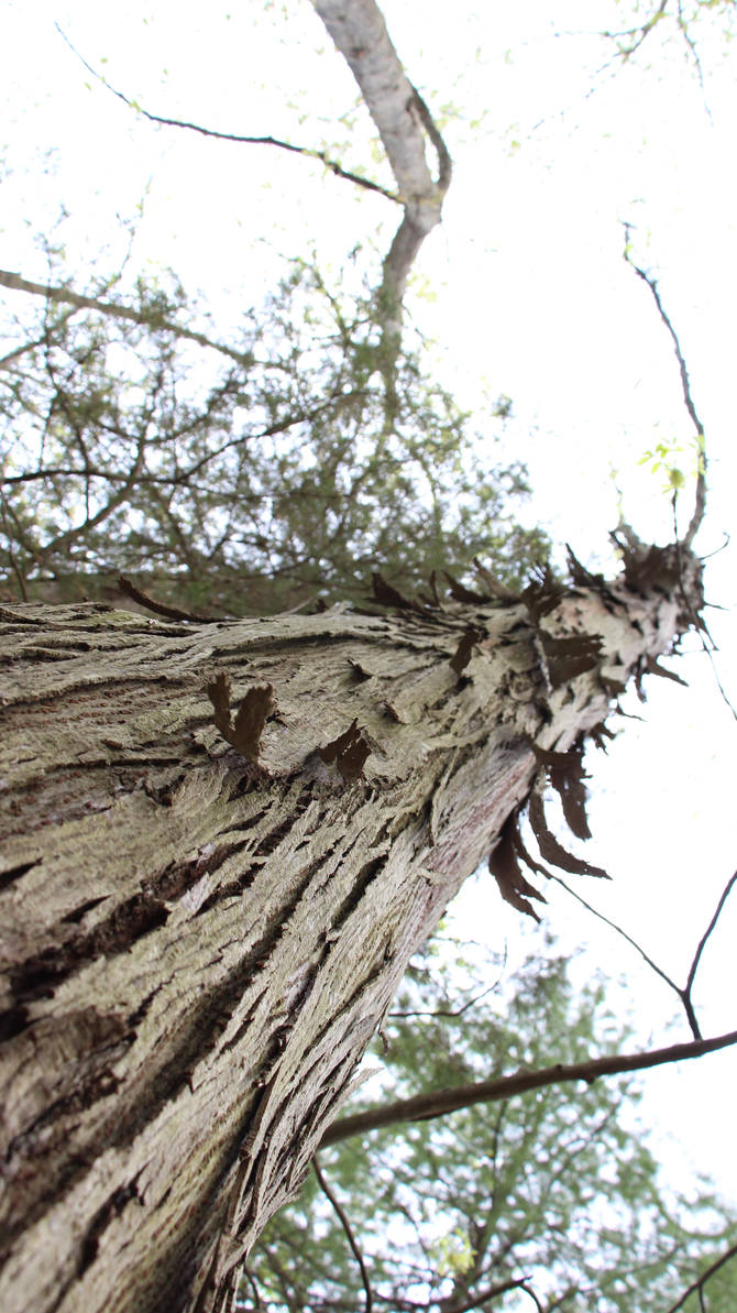 Infected tree by IanFlynn on DeviantArt