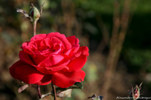 red rose