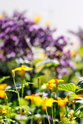 Colourful Flowers