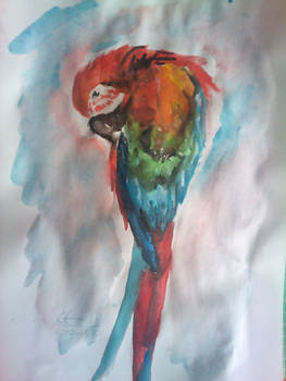 Parrot 2