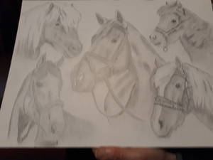 Montage of Horses