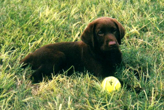 Chocolate Lab.