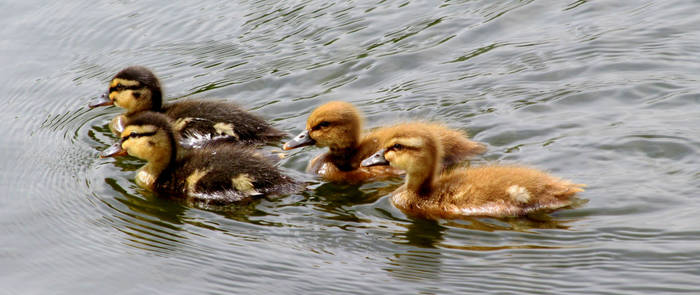 Ducklings