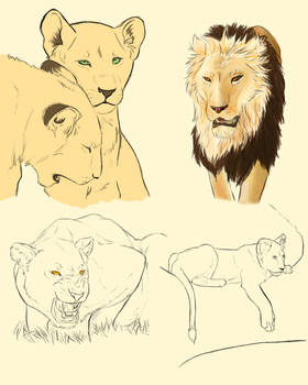 Lion Study