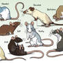 Fancy Rats