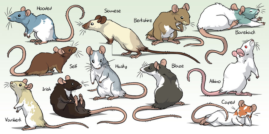 Fancy Rats by Zerochan923600 on DeviantArt