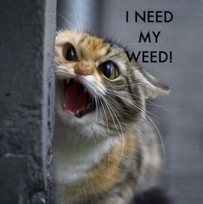 weed cat by rumper1 on DeviantArt weed cat by rumper1 on DeviantArt