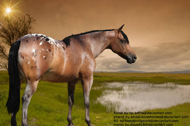 Appaloosa