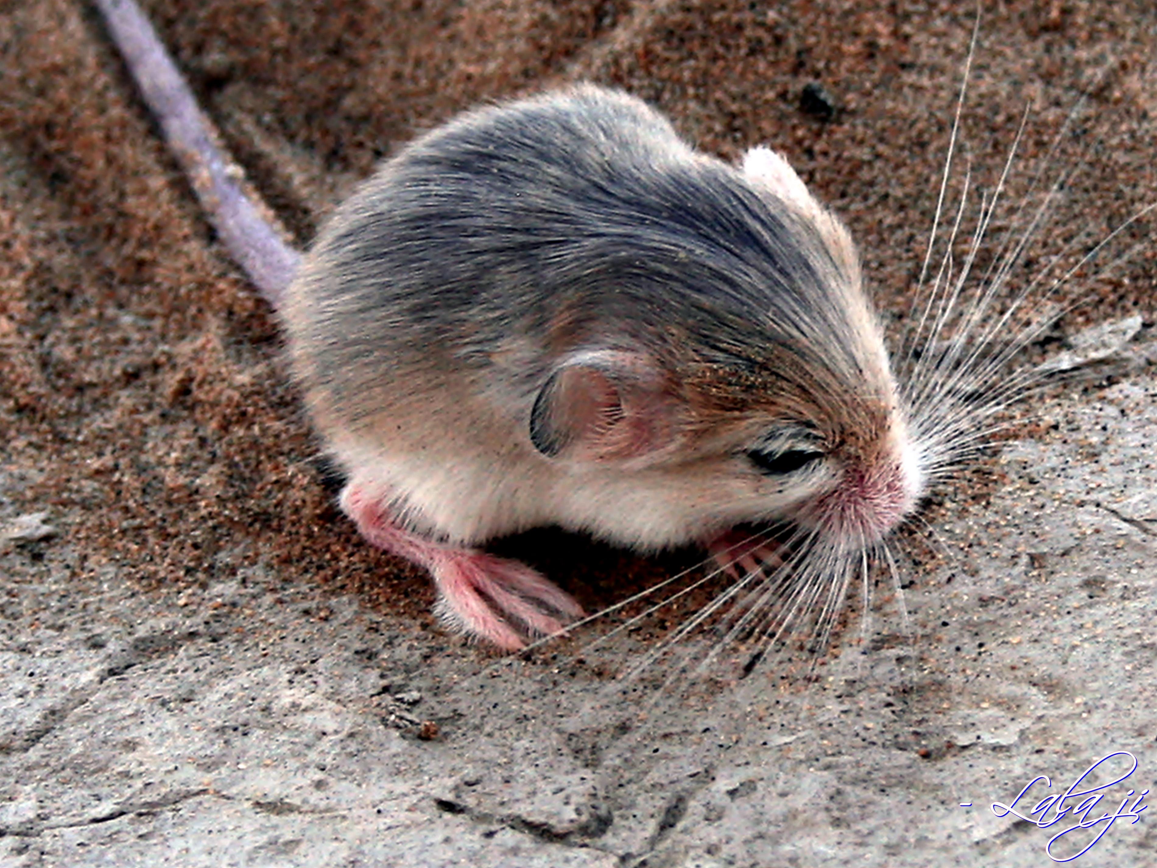 Pygmy jerboa, Zangi nawar area,Noshki, Balochistan