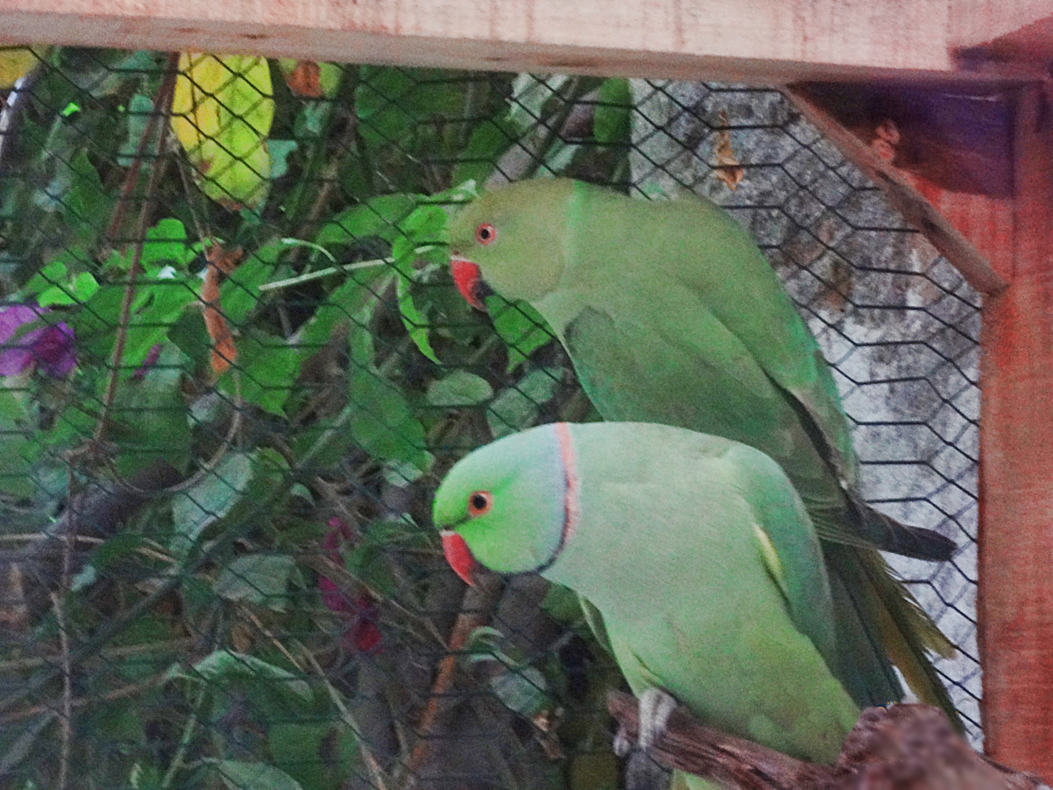 Parrots (5)