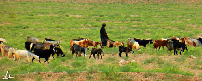 Balochistan shepherder
