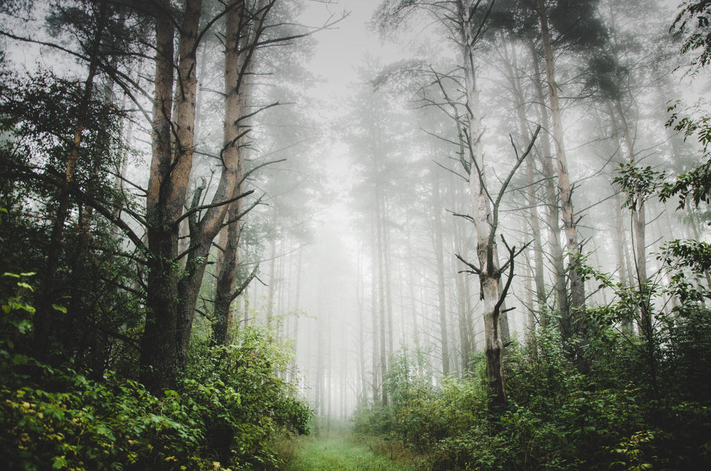 Enter the forest by HendrikMandla