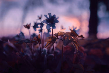 Blue flowers