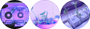 purple and pink plant circle divider f2u
