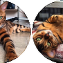 bengal cat circle divider f2u