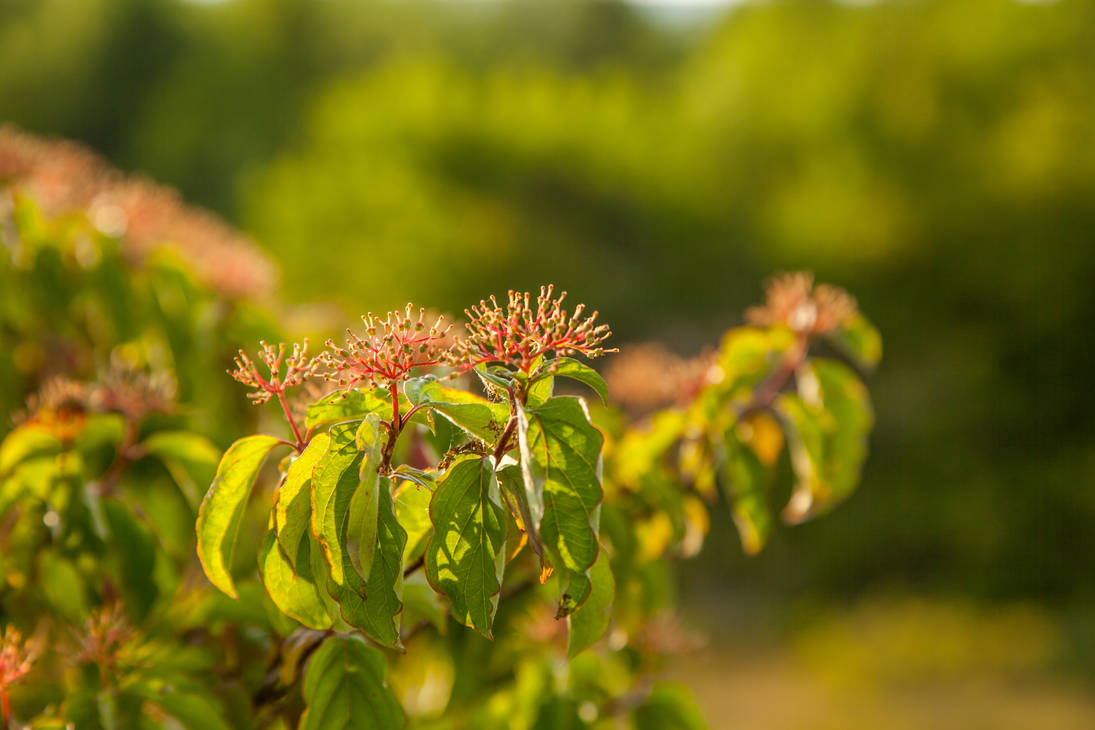 Tree Blossom incoming by megadantron on DeviantArt