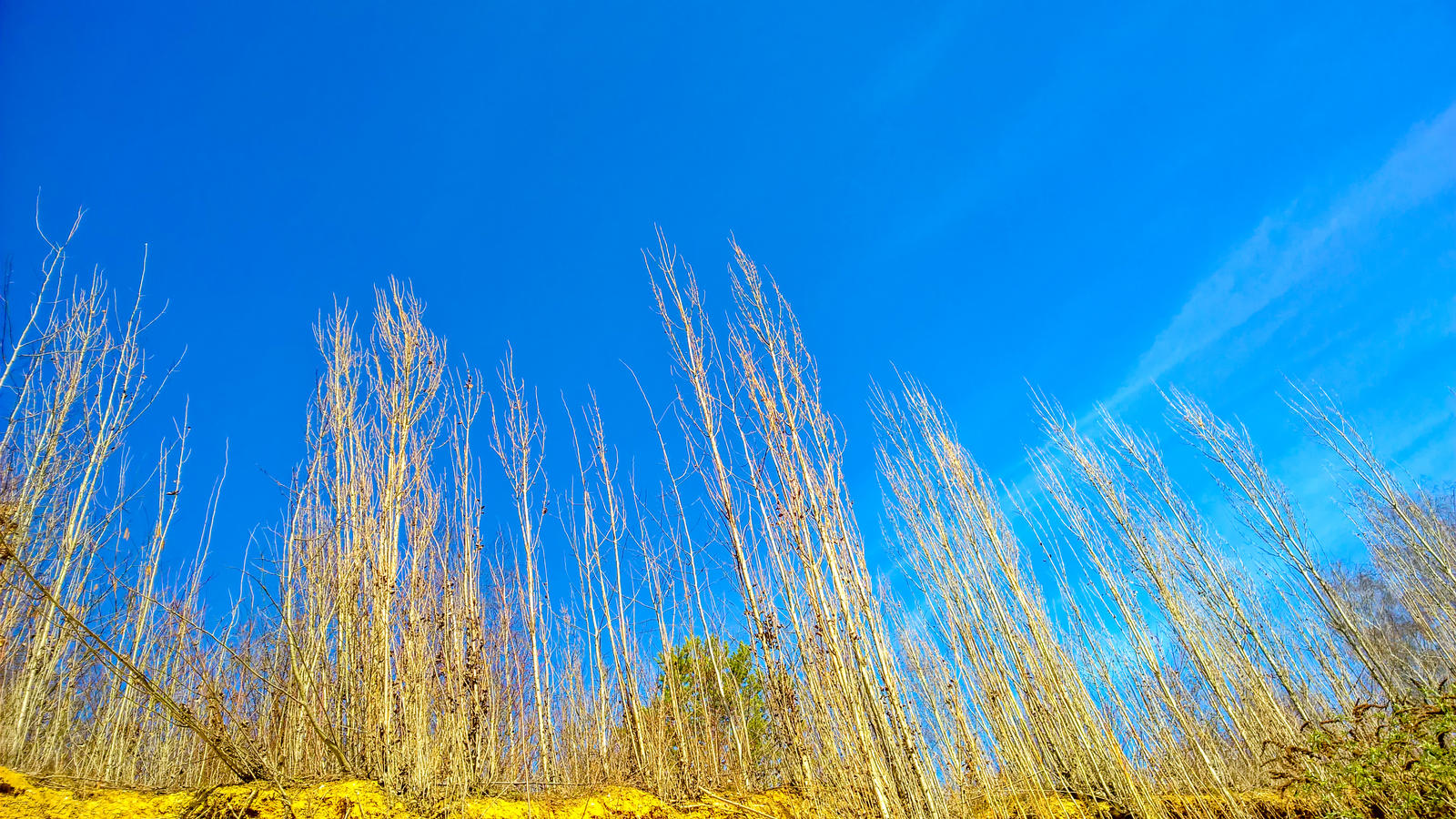 Trees to the Sky