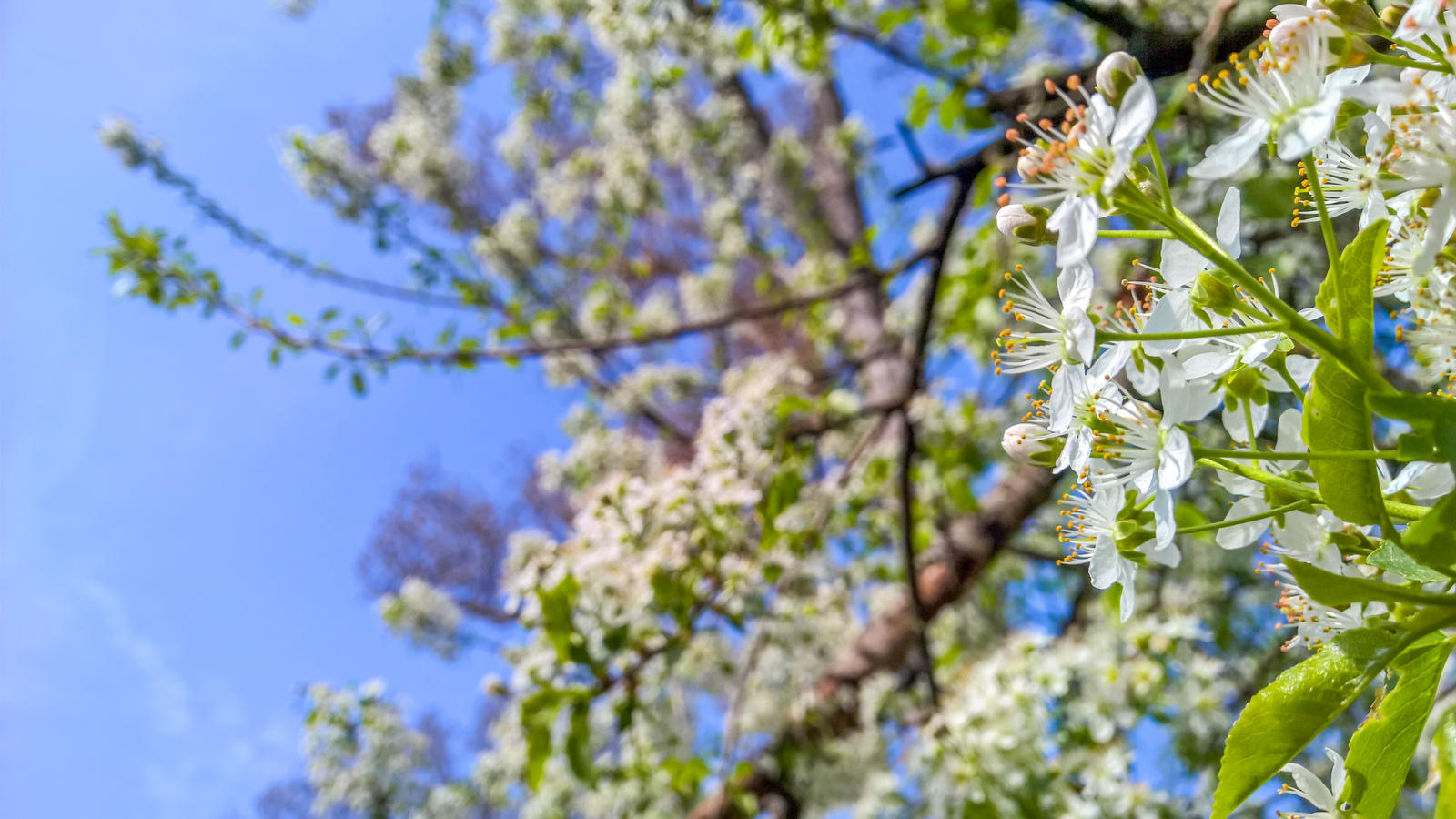 Spring Blossom 2