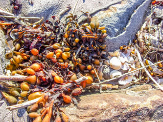 Sea Debris by megadantron