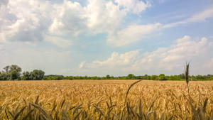 Wheat Field