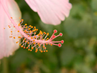 Hibiscus