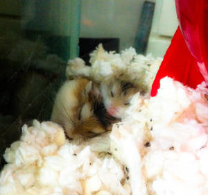 Sleeping Hamsters