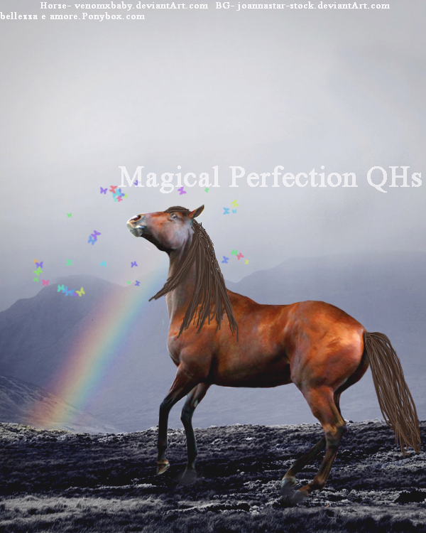 magical perfection QHs