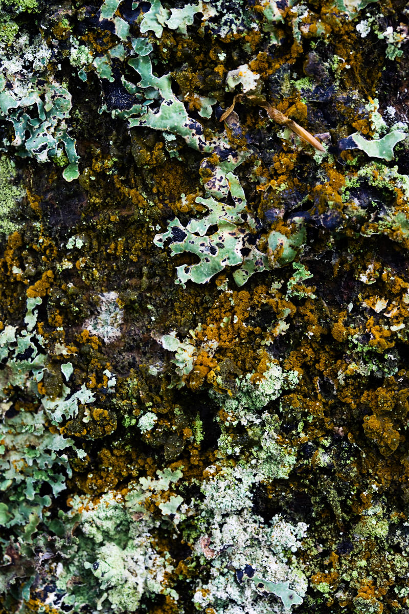 Tree Bark 11