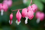 Dicentra Preview 1 by joannastar-stock