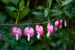 Dicentra Preview 3 by joannastar-stock