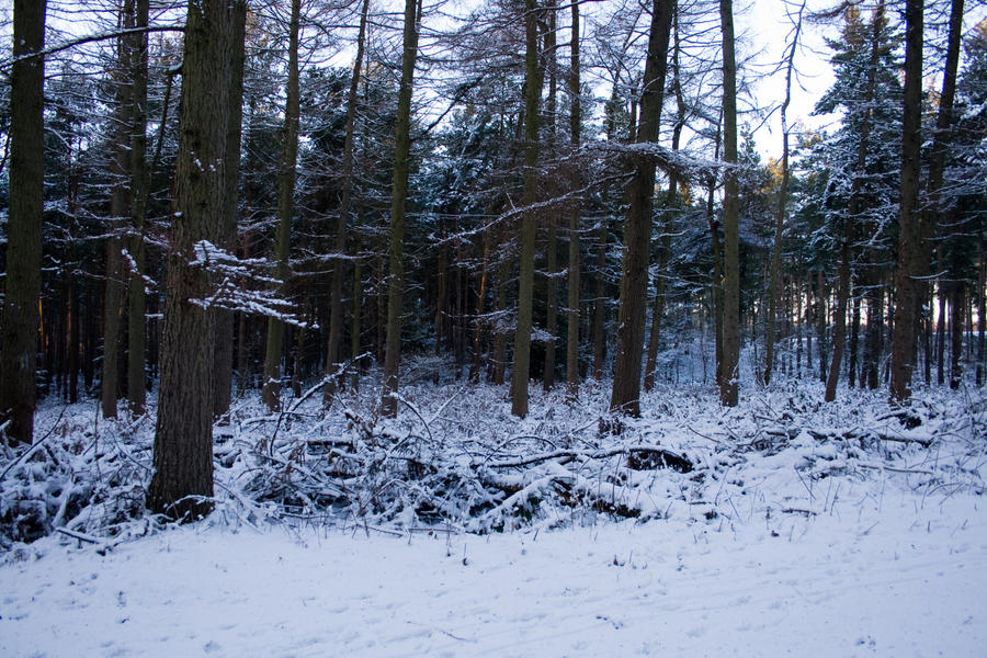 Snowy Woodland 28