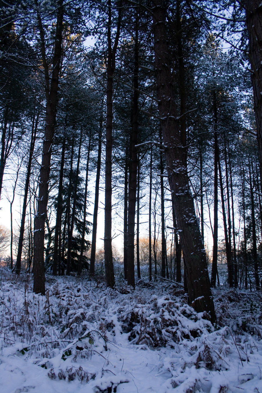 Snowy Woodland 33