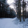 Snowy Woodland 38