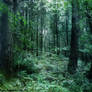 fantasy woodland bg 2