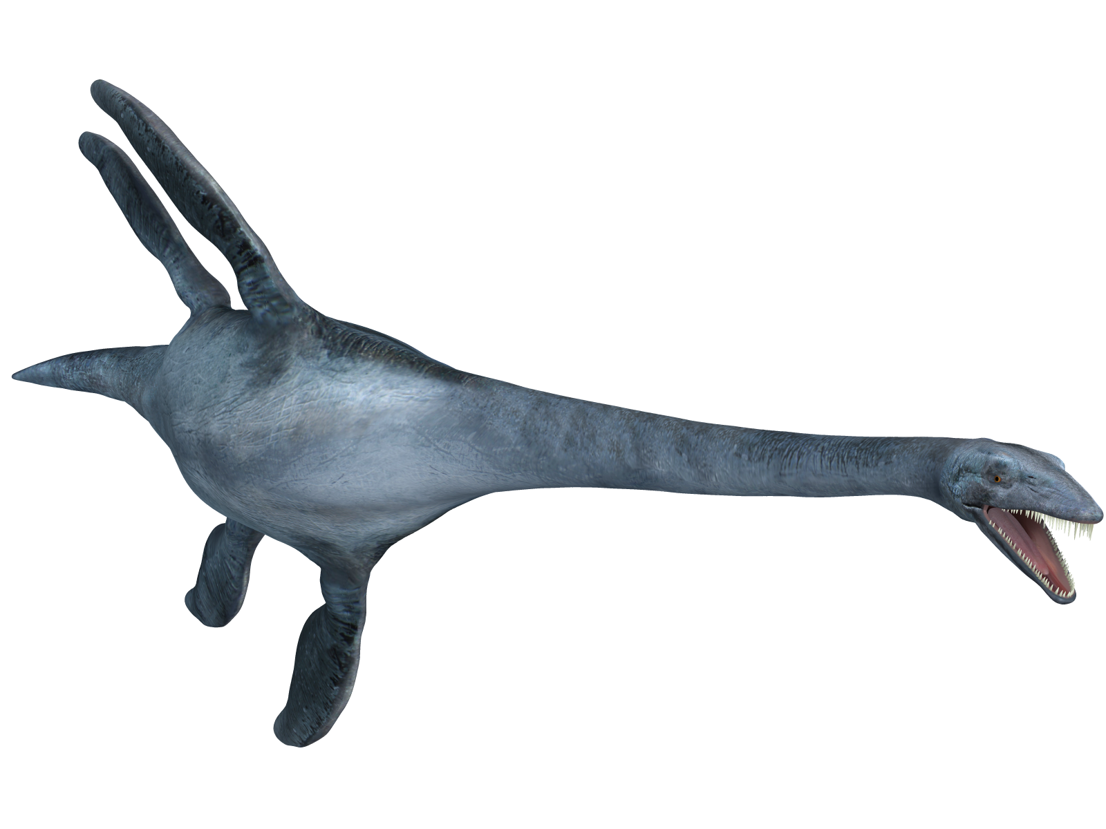 Elasmosaurus 02