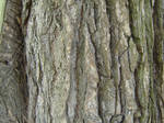 texture 04 by joannastar-stock