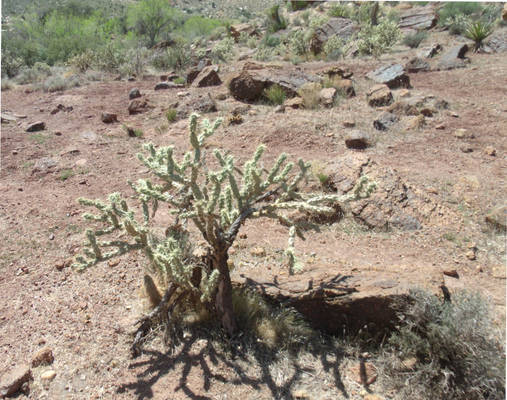 deSerT chriSTMAs