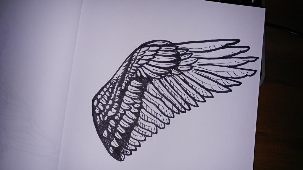 bird wing study