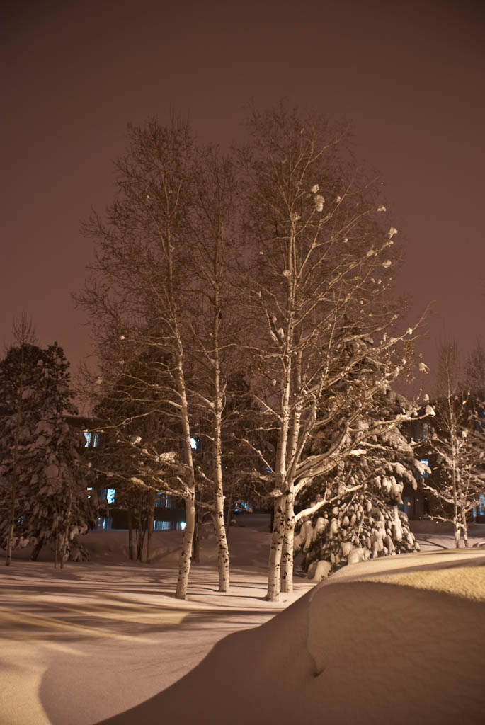 Snowy Trees