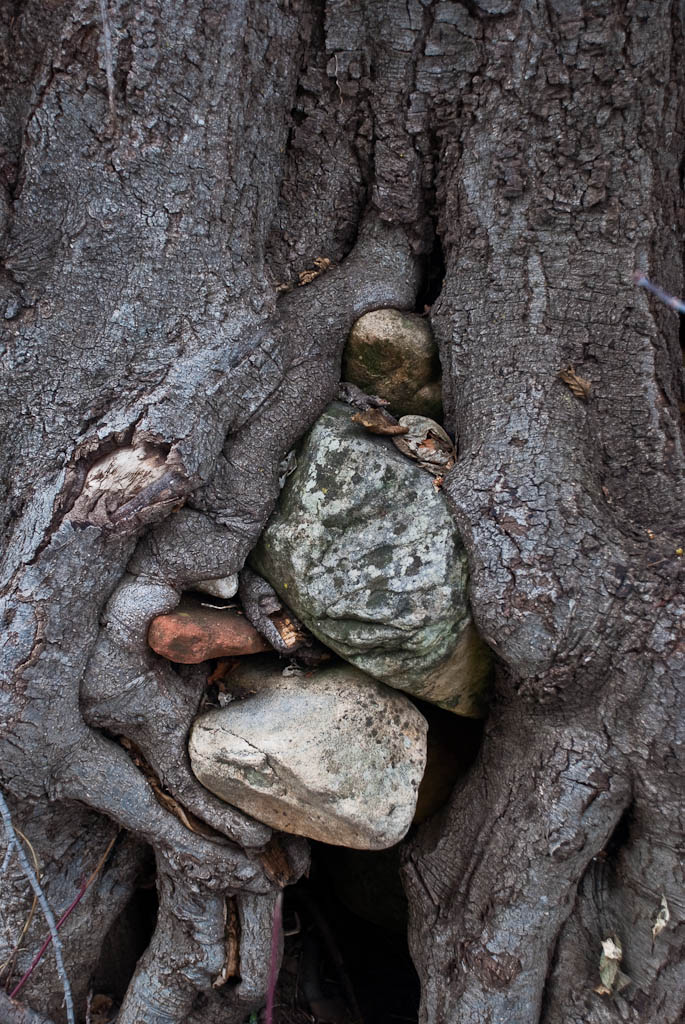 Rock Vs. Tree