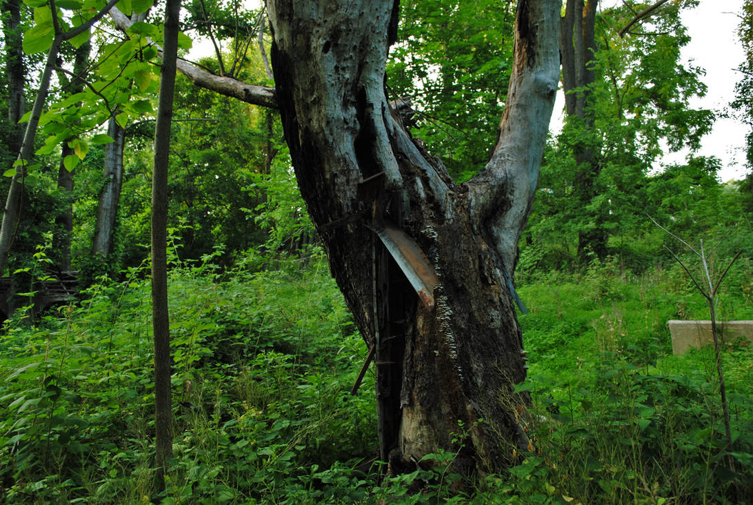 With Tree Inbeded Imbedded Tree by BardaWolf on DeviantArt